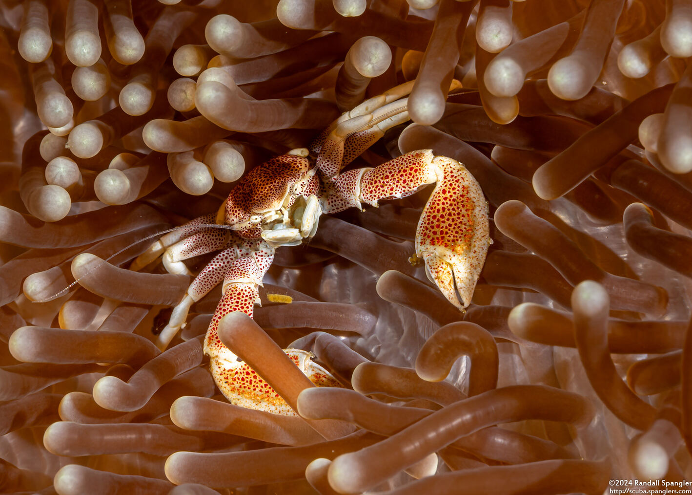 Neopetrolisthes maculatus (Spotted Porcelain Crab)