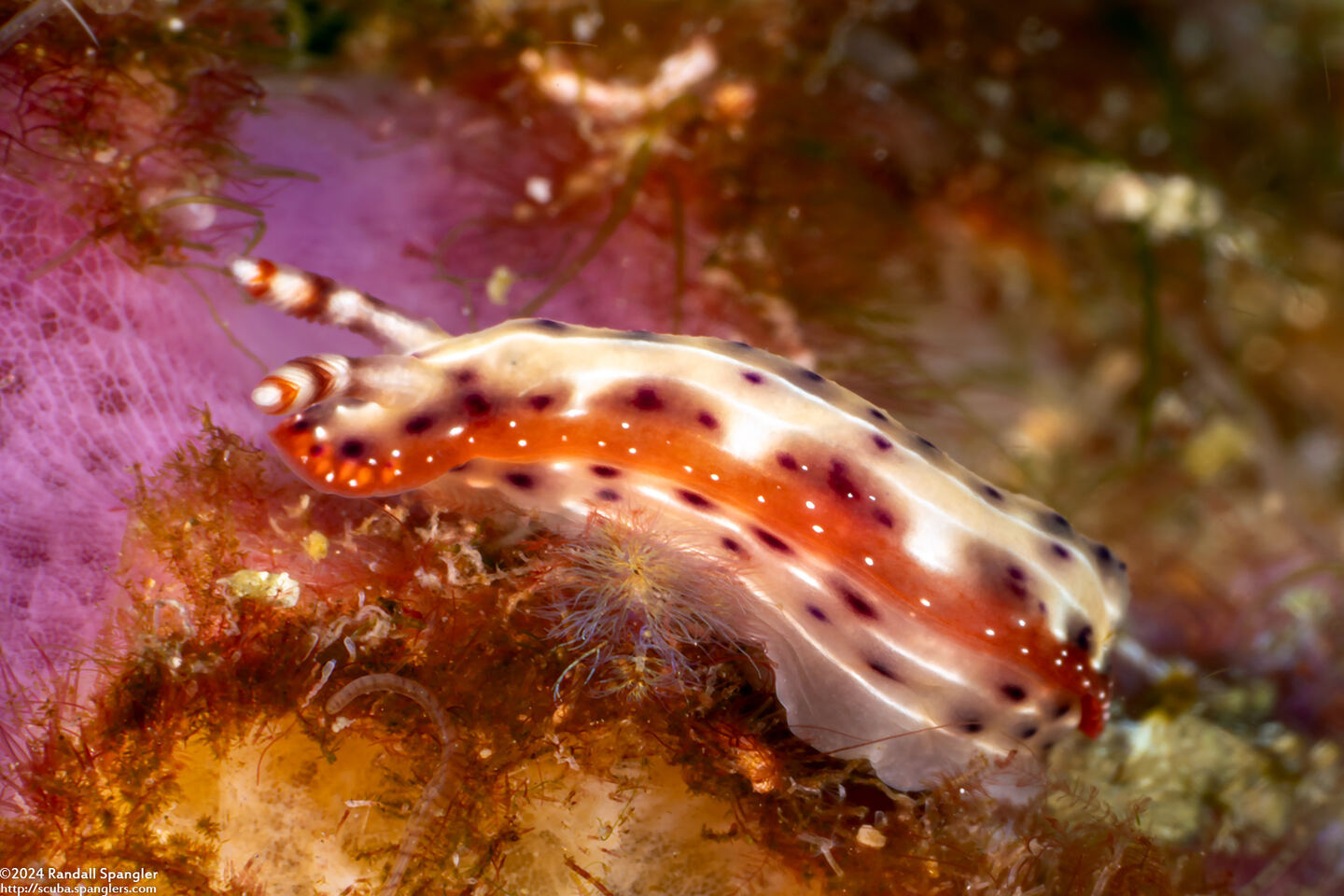 Hypselodoris decorata (Decorated Hypselodoris)