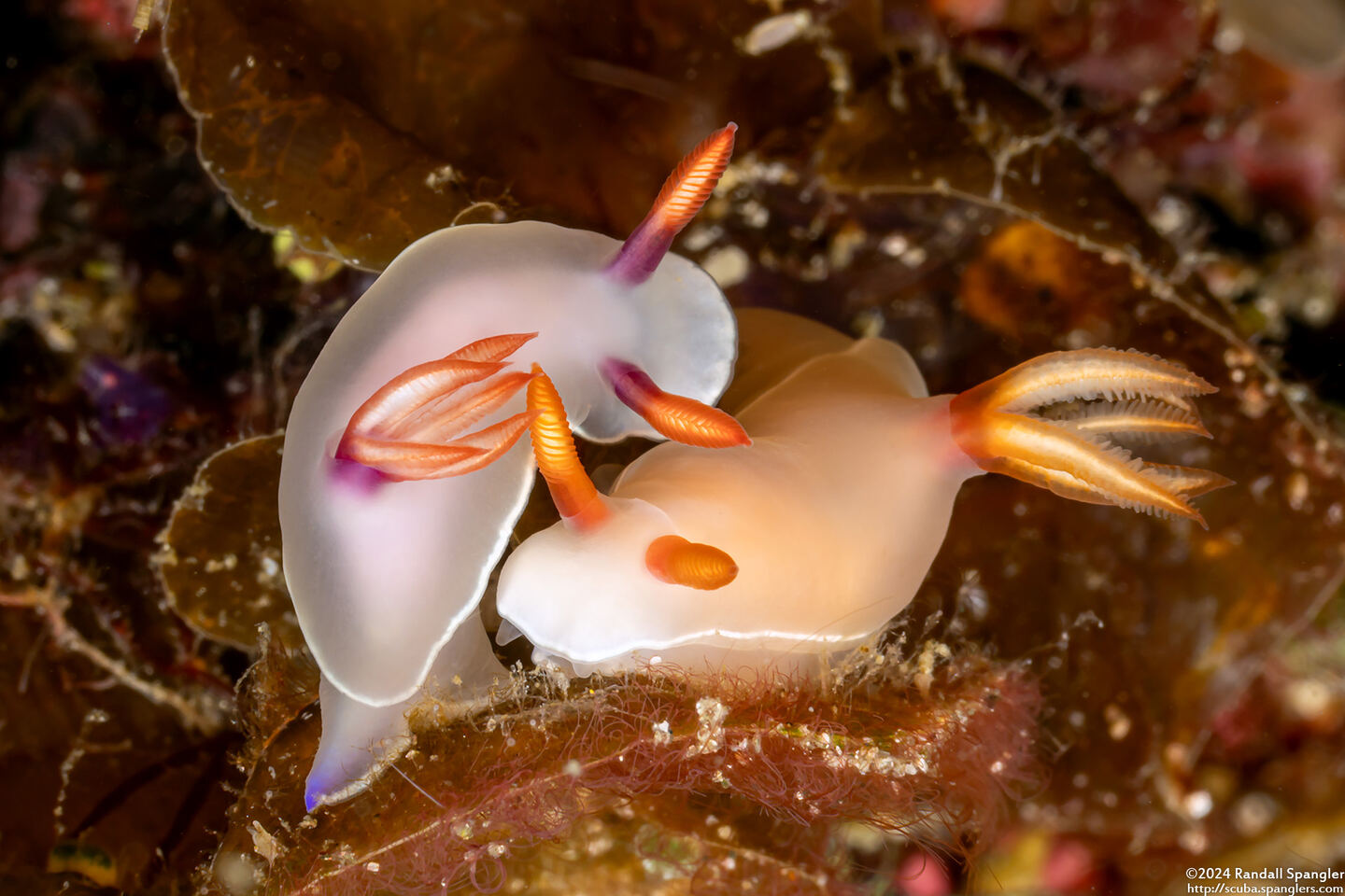 Hypselodoris bullockii (Bullock's Hypselodoris)
