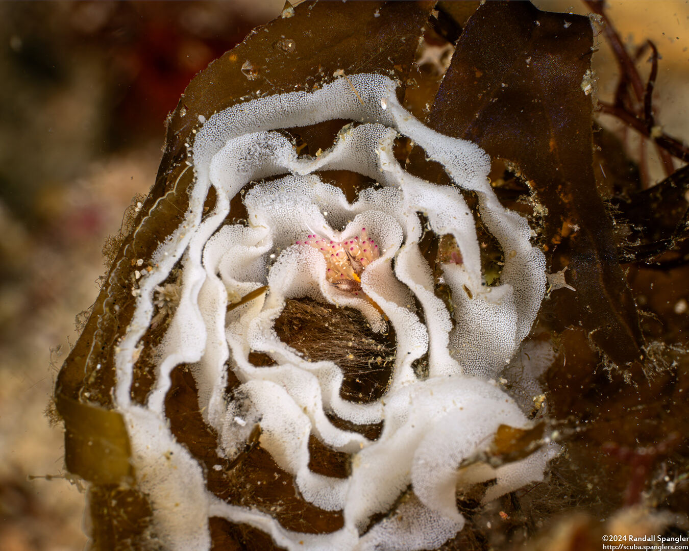 Favorinus mirabilis (Wonderful Favorinus)