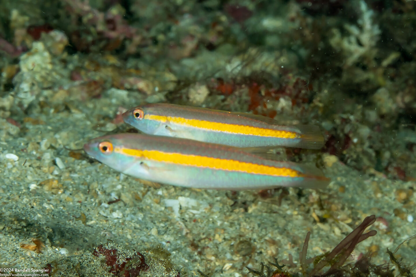 Halichoeres hartzfeldii (Goldstripe Wrasse)
