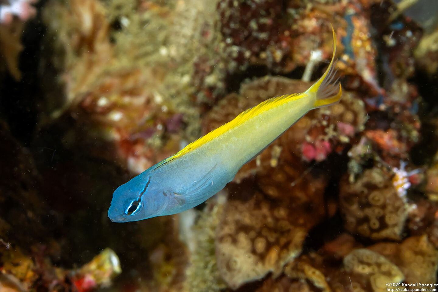 Meiacanthus atrodorsalis (Yellowtail Fangblenny)