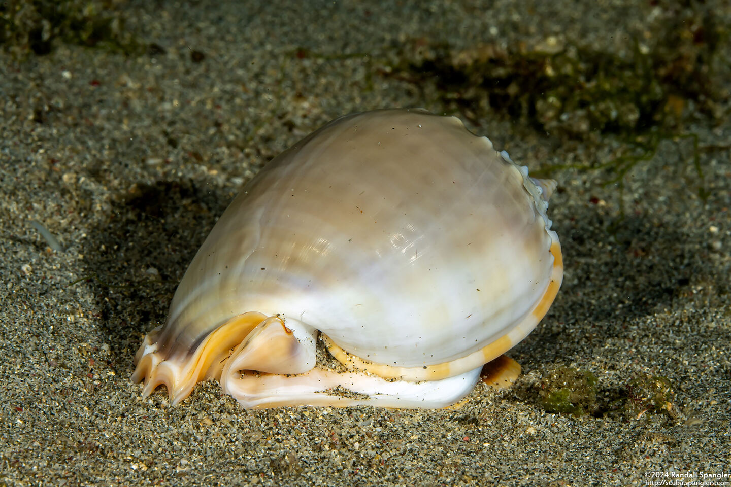 Phalium glaucum (Grey Bonnet)