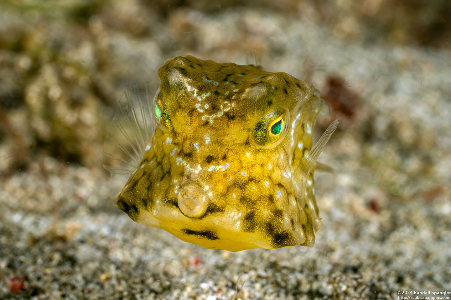 Lactoria cornuta (Longhorn Cowfish)