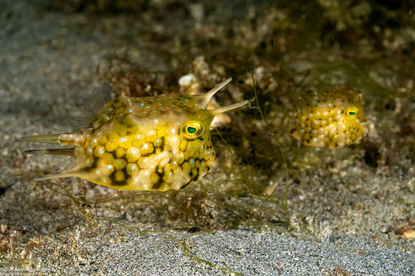 Lactoria cornuta (Longhorn Cowfish)