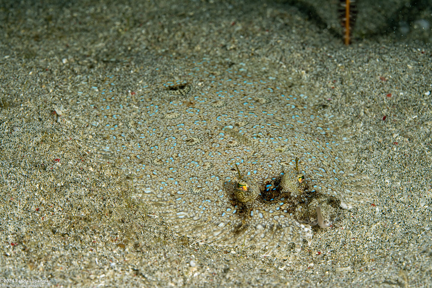 Bothus pantherinus (Panther Flounder)