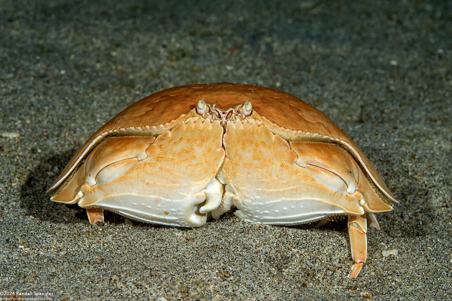 Calappa calappa (Giant Box Crab)