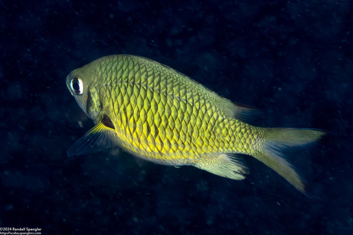 Chromis weberi (Weber's Chromis)