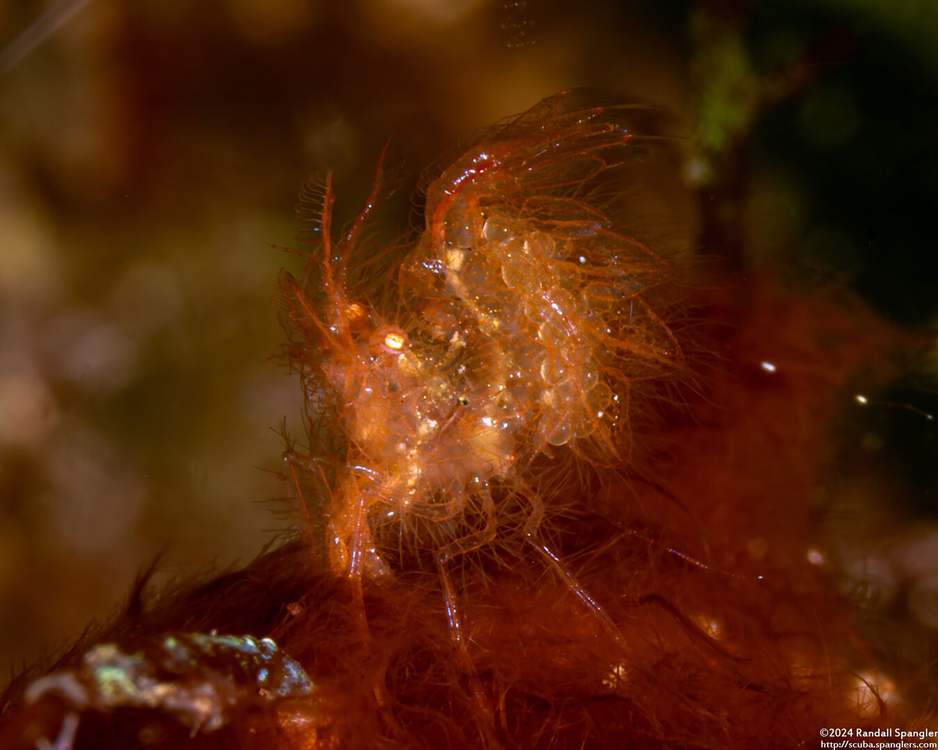 Phycocaris simulans (Red Algae Hairy Shrimp)