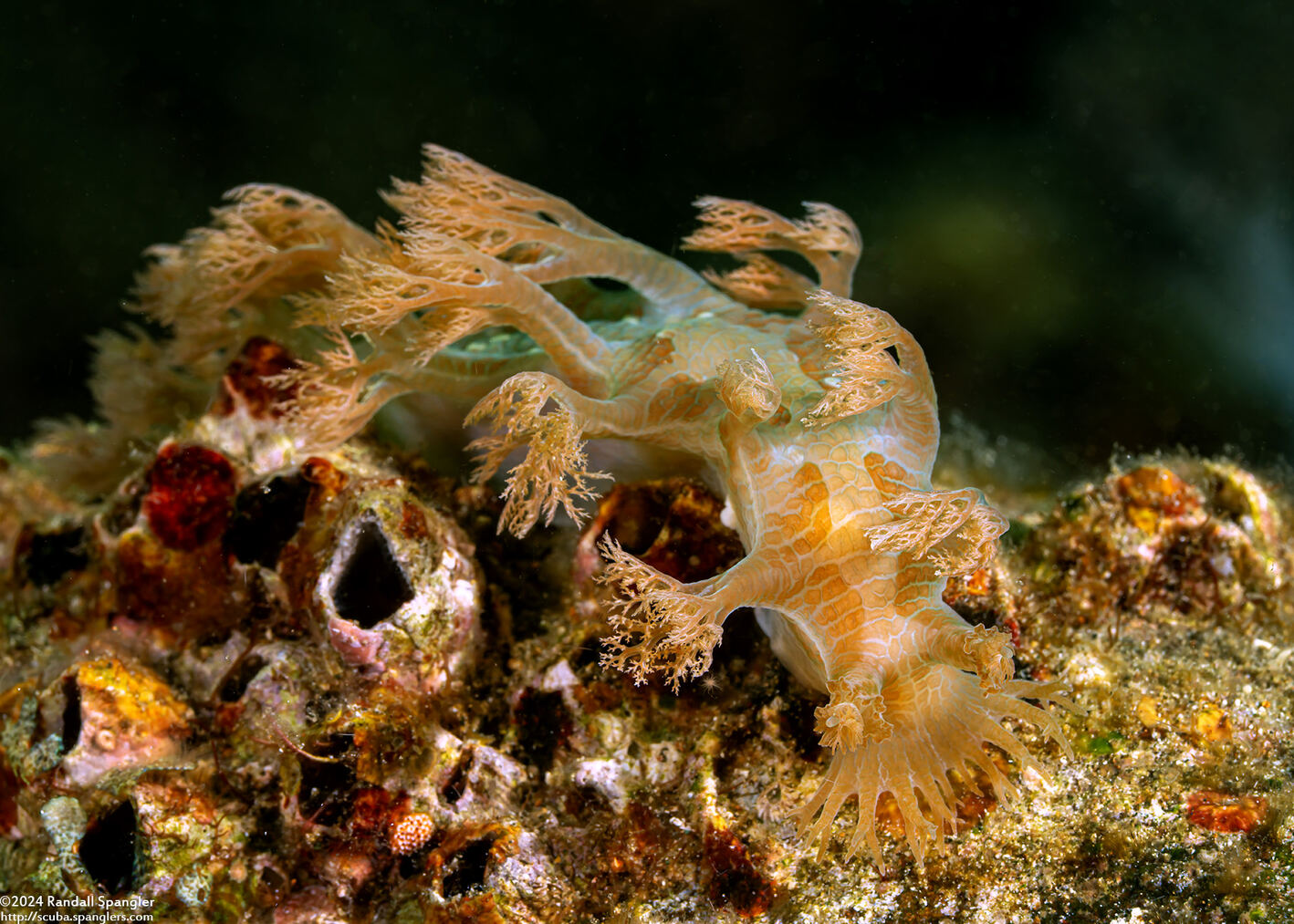 Marionia sp.2 (Marionia sp.2)