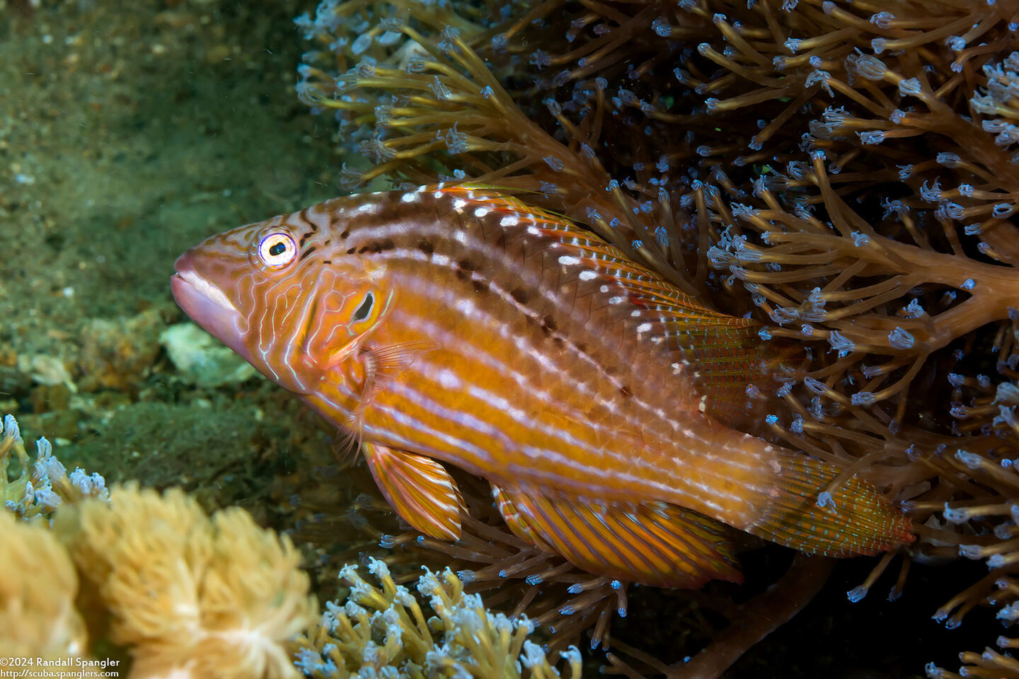 Pteragogus enneacanthus (Cockerel Wrasse)