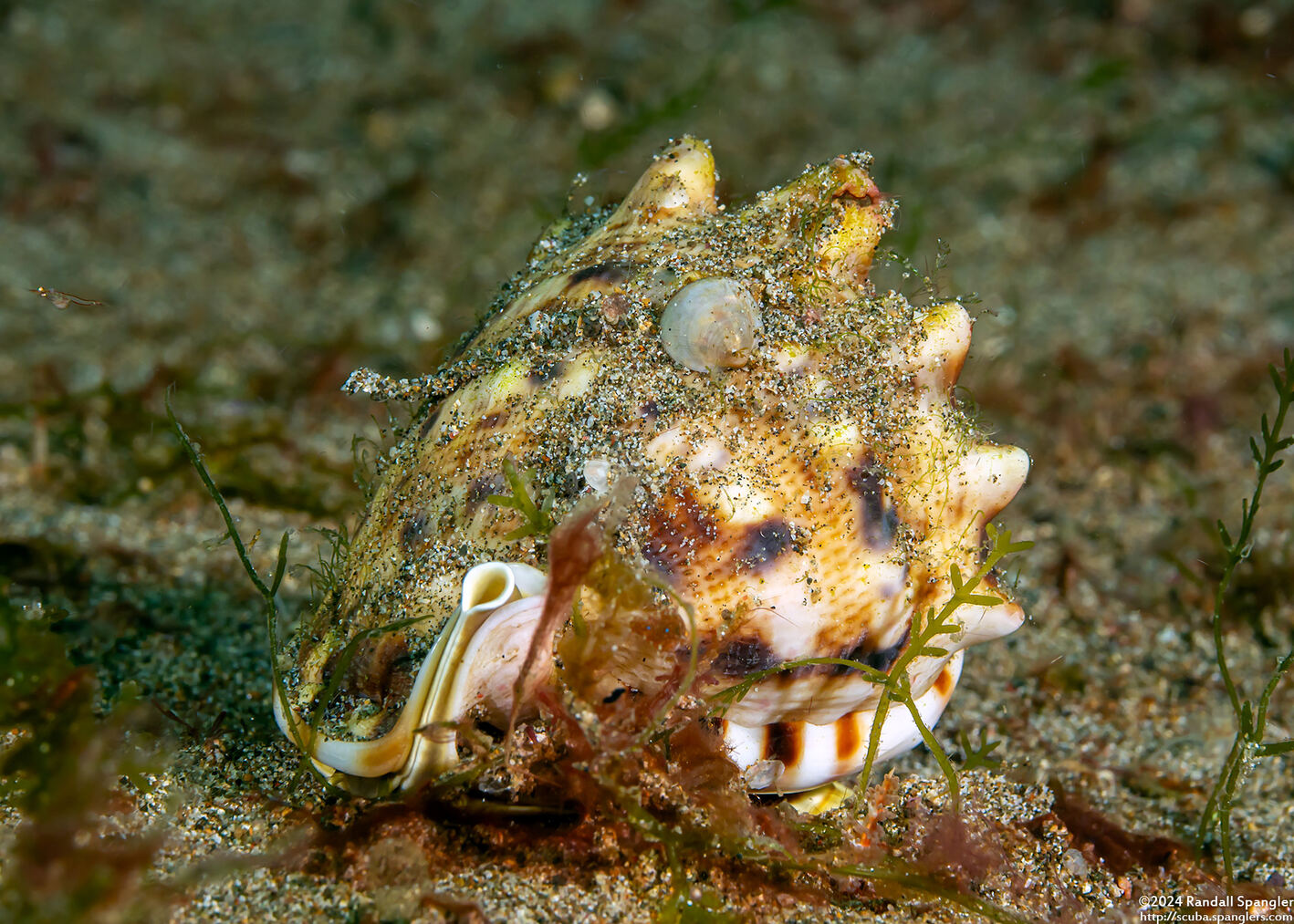 Cassis cornuta (Horned Helmet)