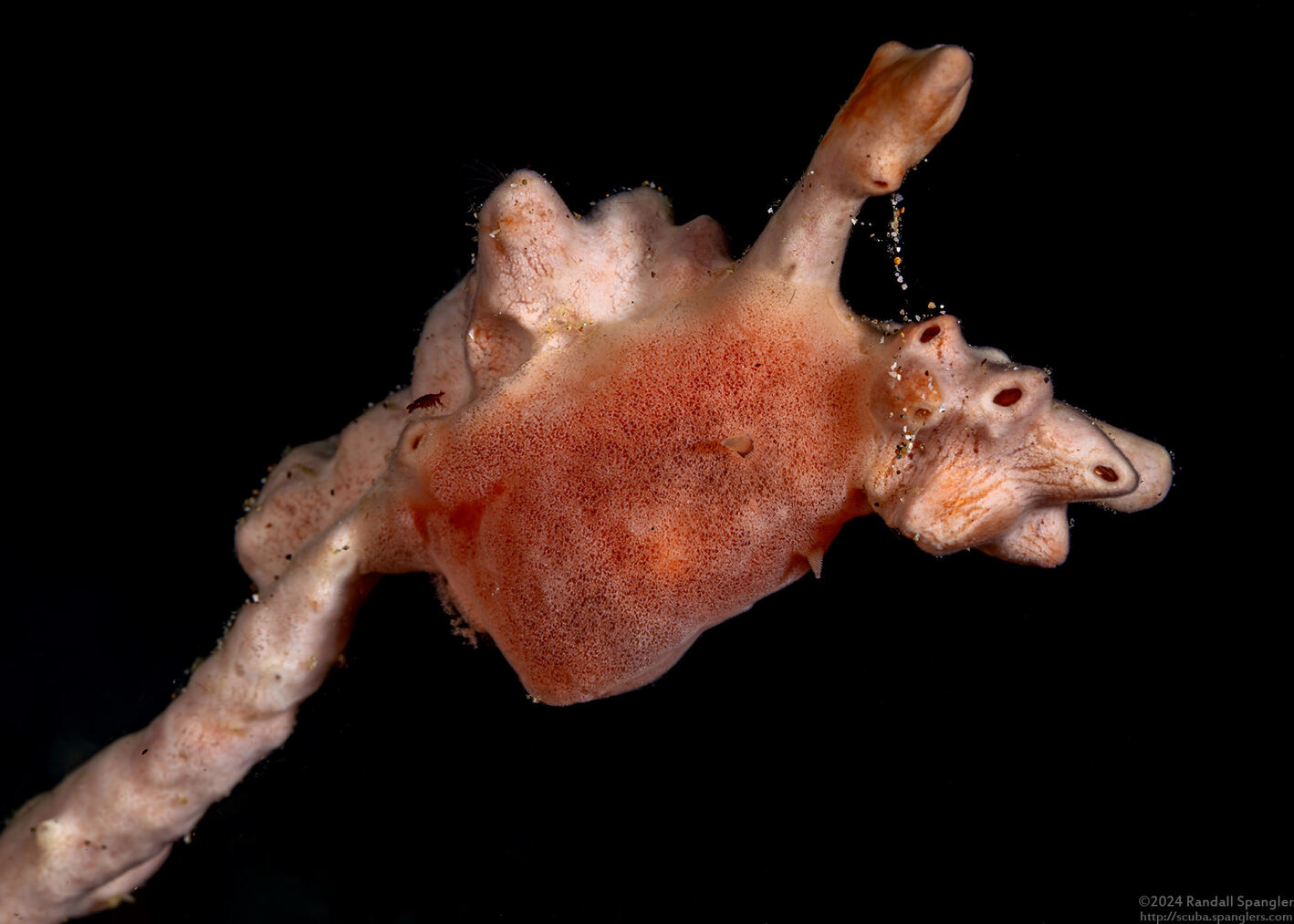 Rostanga sp.1 (Rostanga sp.1)