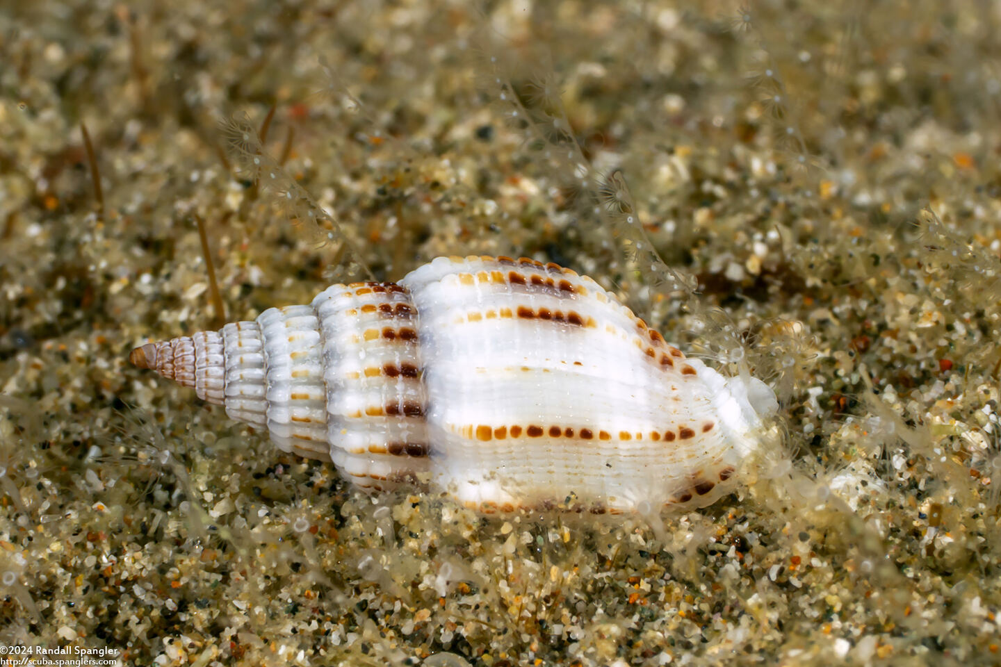 Vexillum exasperatum (Roughened Mitre)