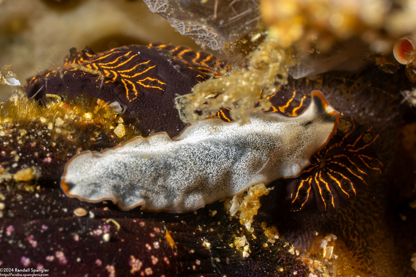 Cycloporus cf. venetus (Cycloporus cf. venetus)