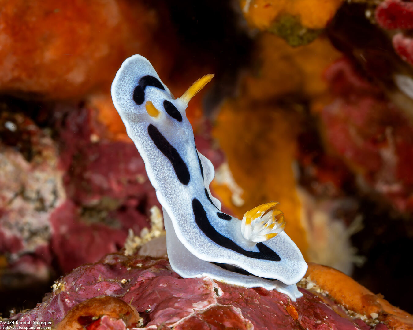 Chromodoris alcalai (Alcala’s Chromodoris)
