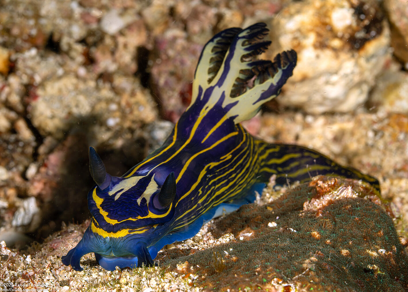 Tyrannodoris luteolineata (Yellow-Lined Polycerid)