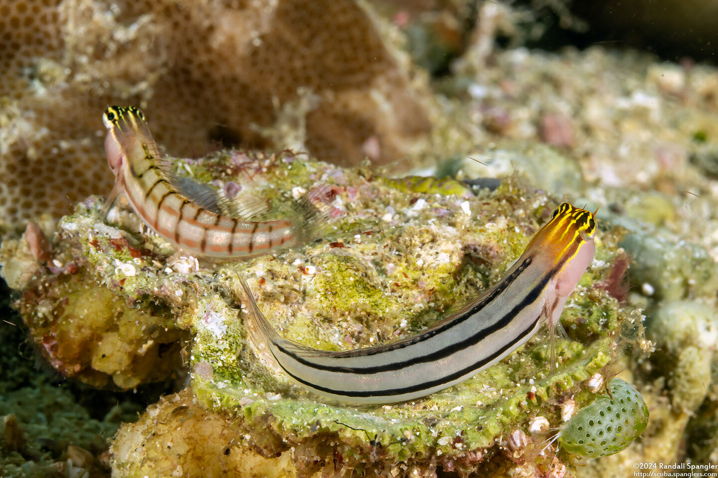 Ecsenius dilemma (Twocoat Coralblenny)