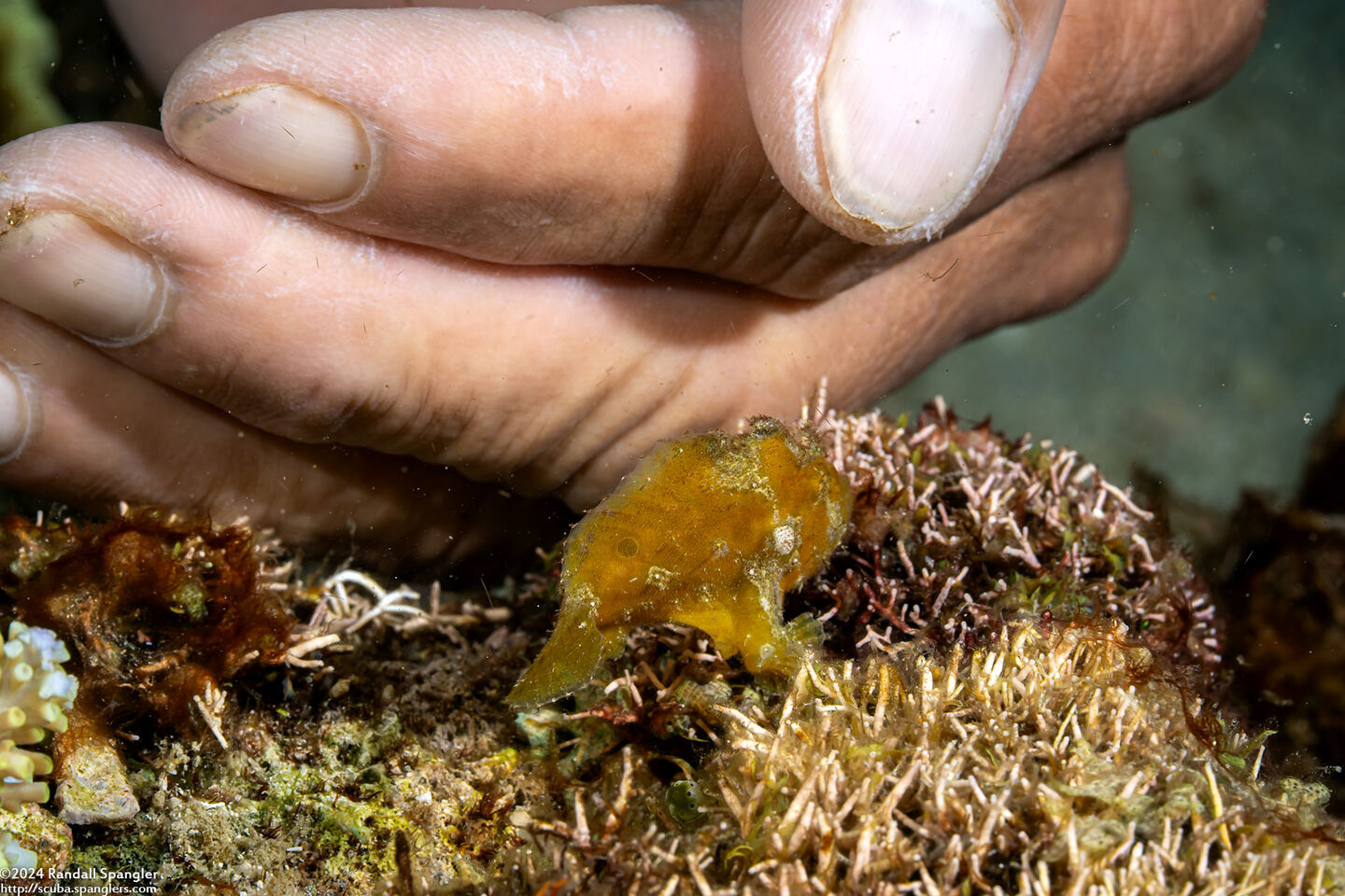 Antennarius randalli (Randall's Frogfish)