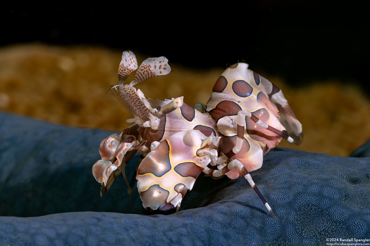 Hymenocera picta (Harlequin Shrimp)