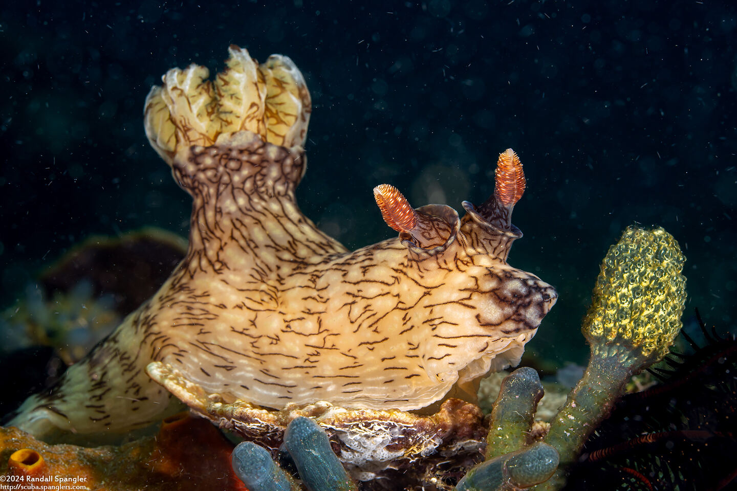 Jorunna rubescens (Red-Lined Jorunna)