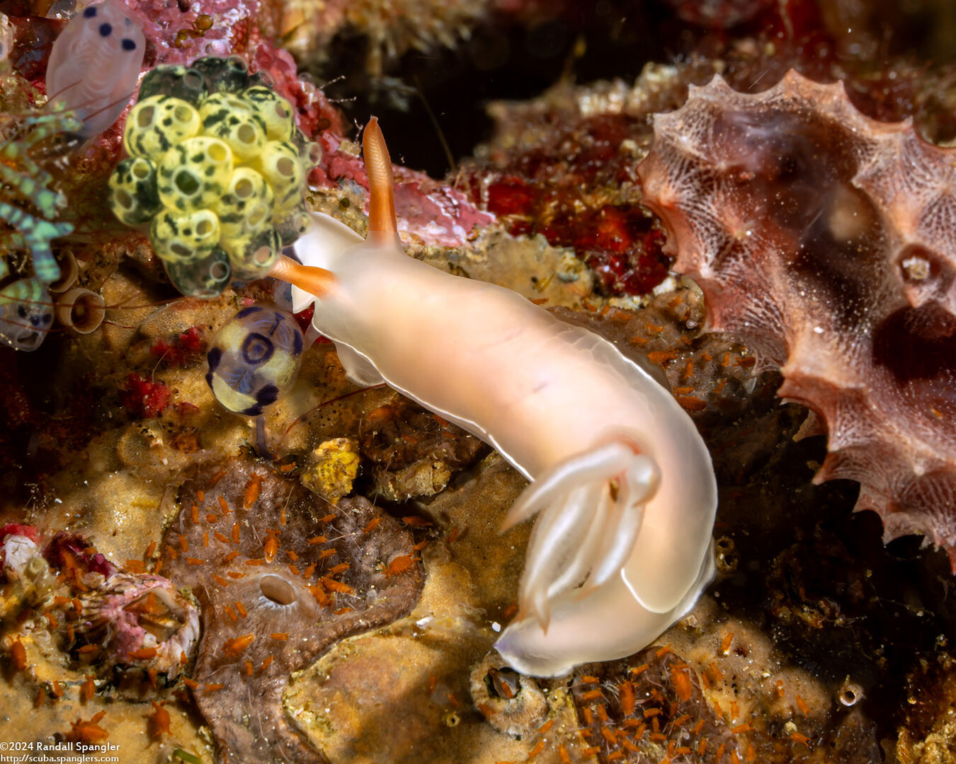 Hypselodoris bullockii (Bullock's Hypselodoris)