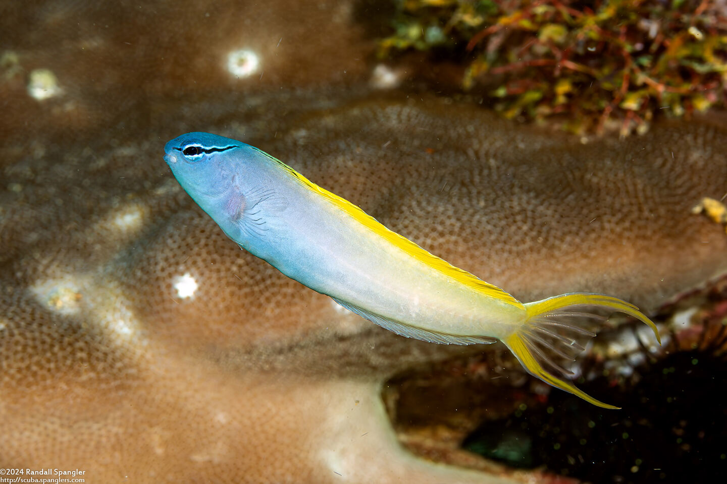 Meiacanthus atrodorsalis (Yellowtail Fangblenny)