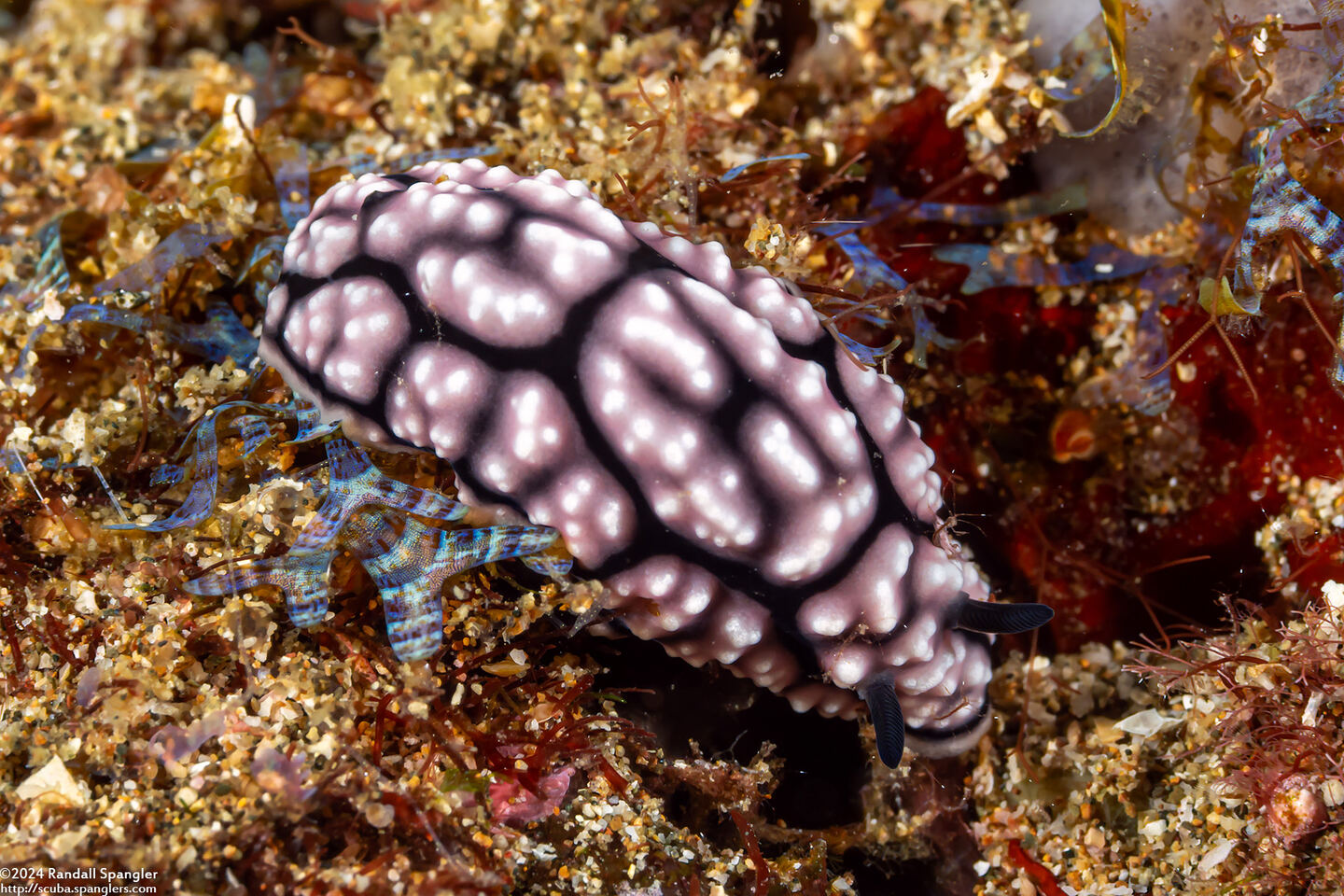 Phyllidiella cf. annulata (H-Mark Phyllidiella)