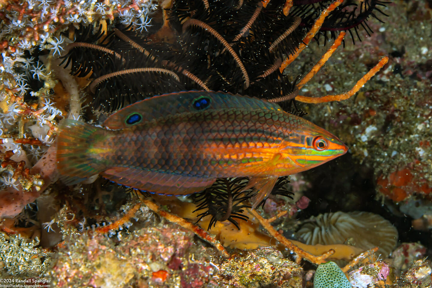 Halichoeres biocellatus (Doublespot Wrasse)