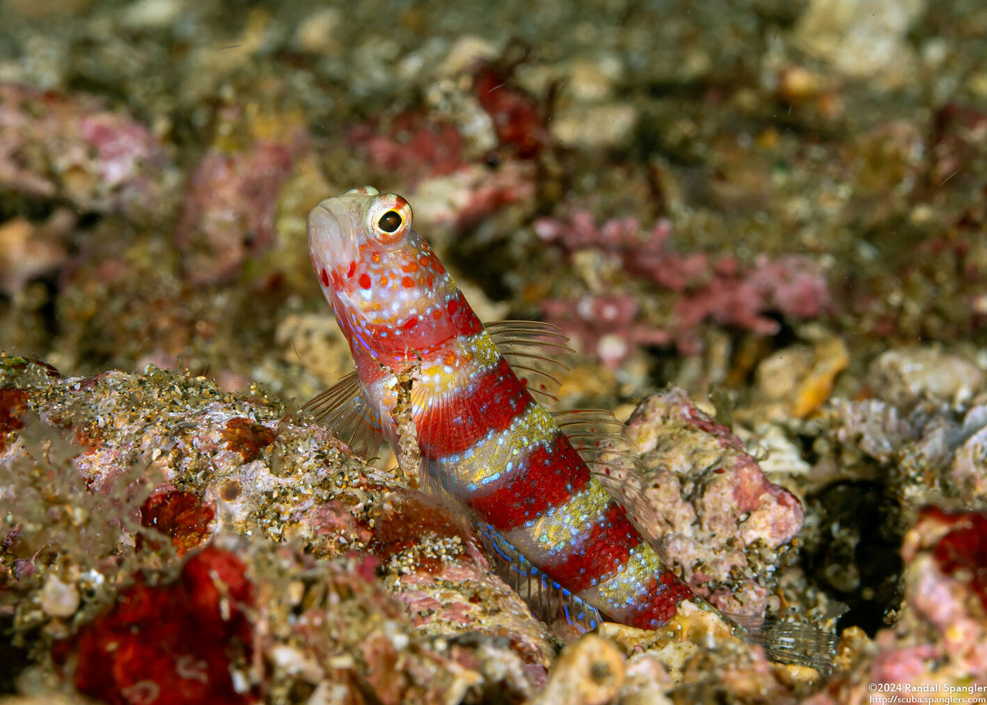 Amblyeleotris wheeleri (Gorgeous Shrimpgoby)
