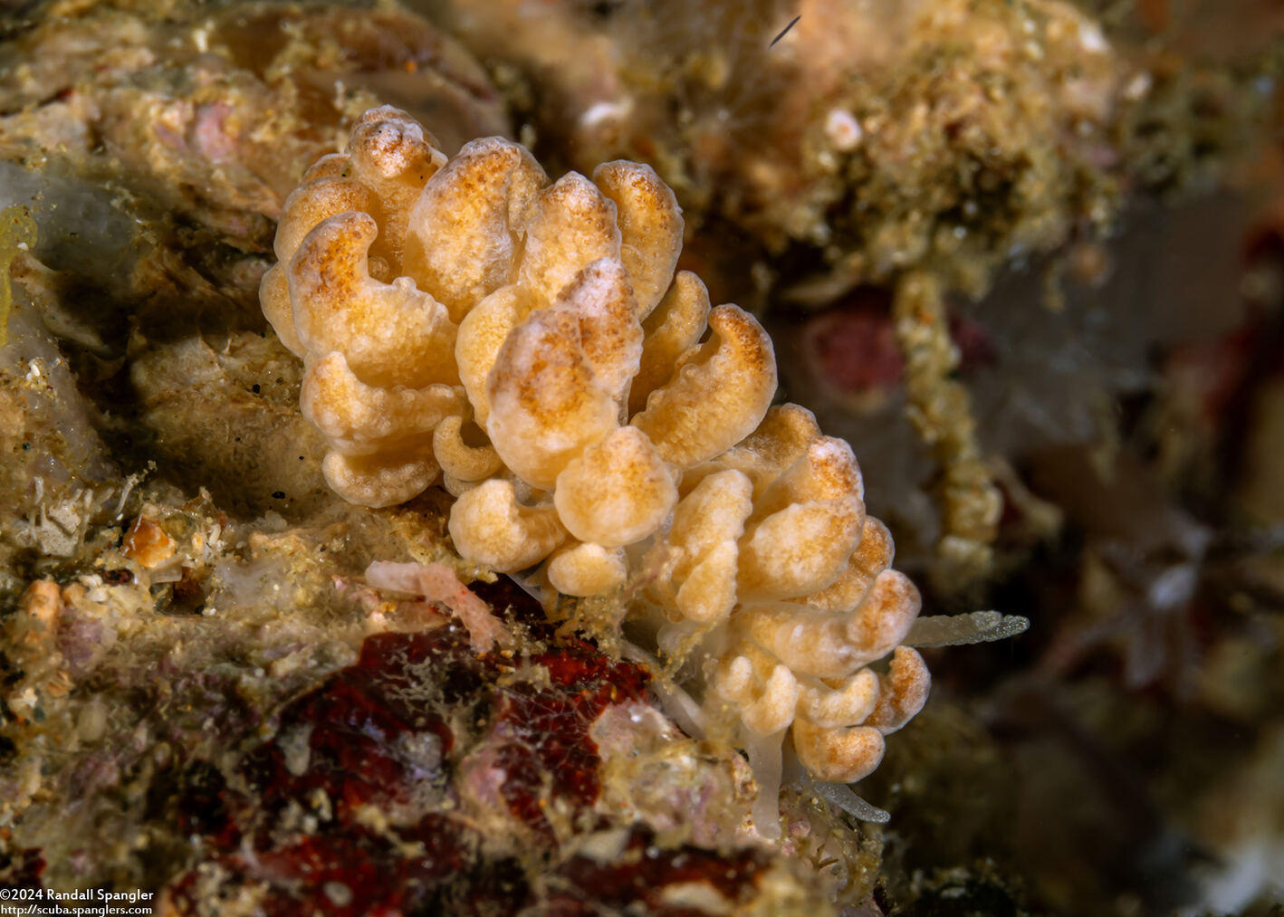 Phyllodesmium lizardense (Lizard Island Phyllodesmium)