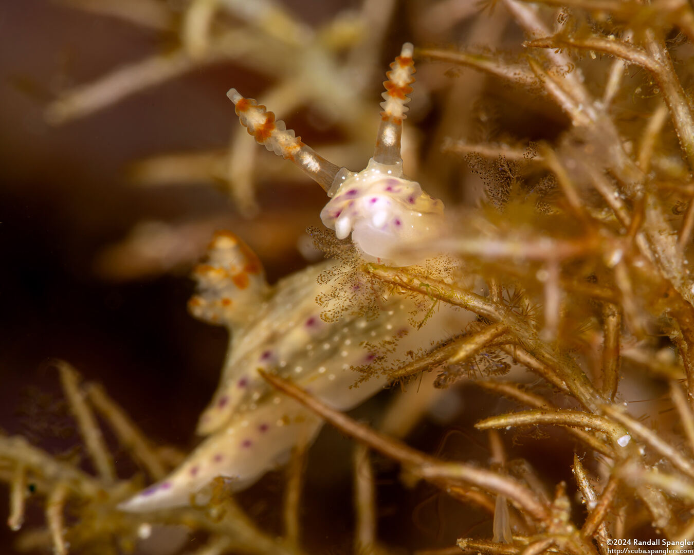 Hypselodoris skyleri (Hypselodoris skyleri)