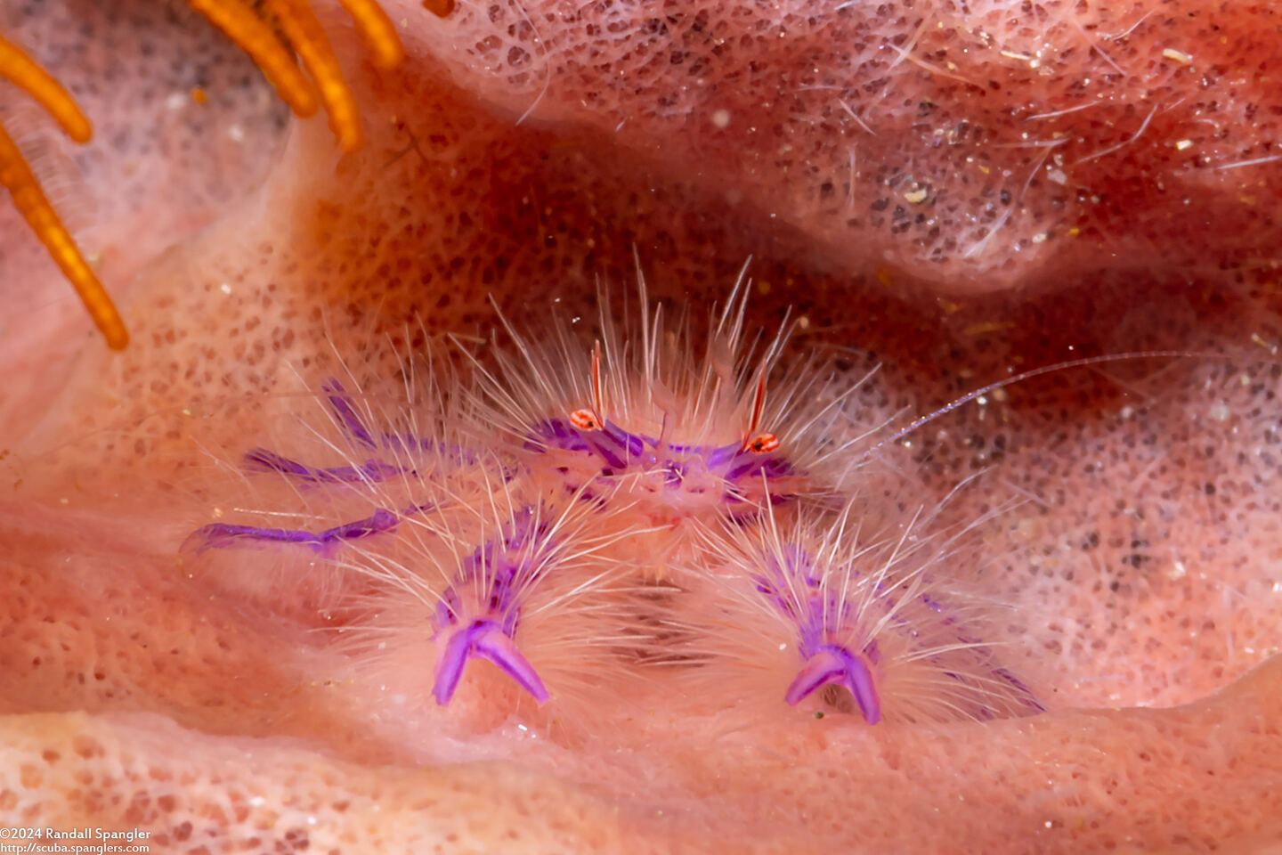 Lauriea siagiani (Hairy Squat Lobster)