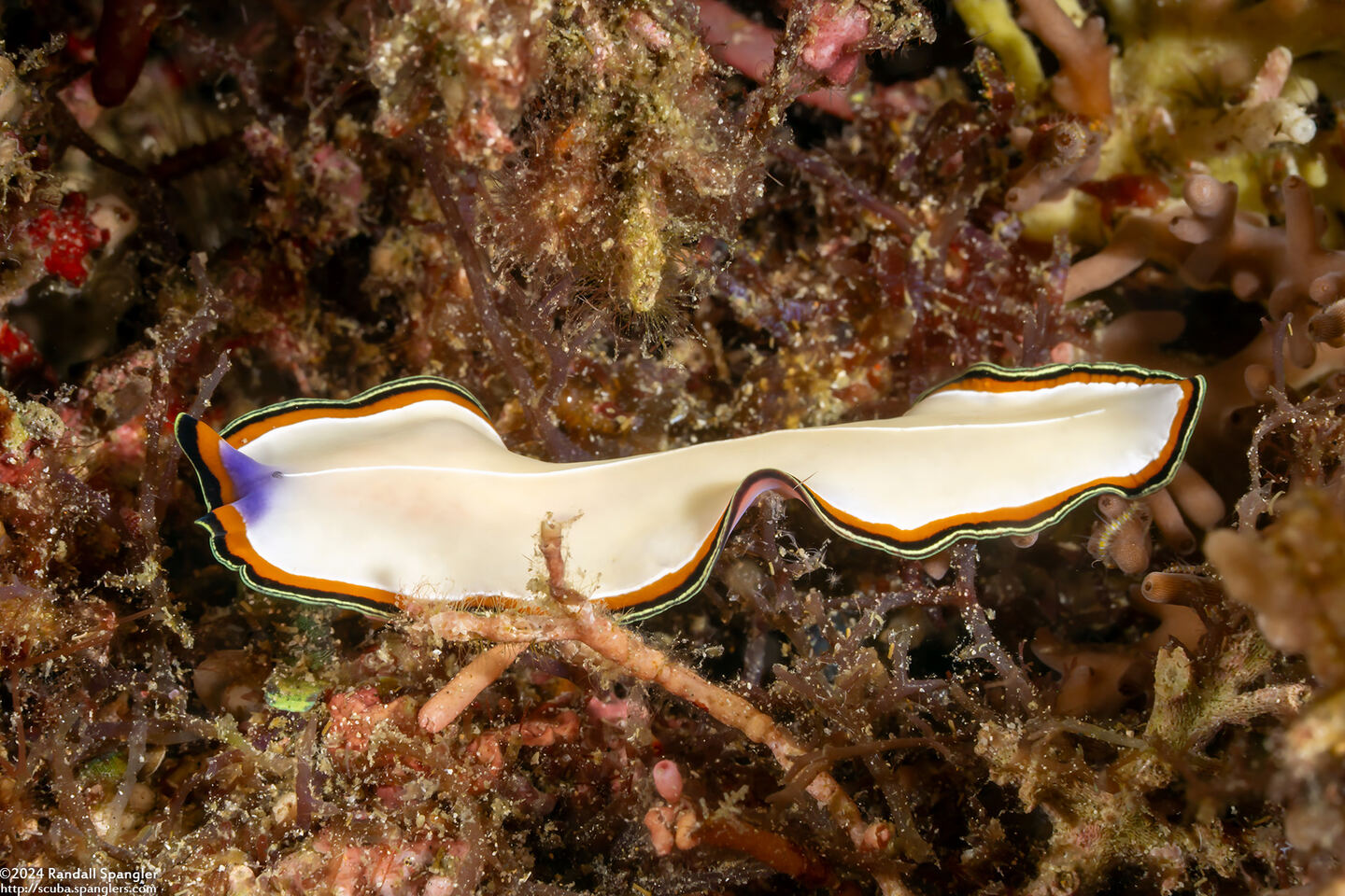 Pseudoceros bimarginatus (Pseudoceros Bimarginatus)