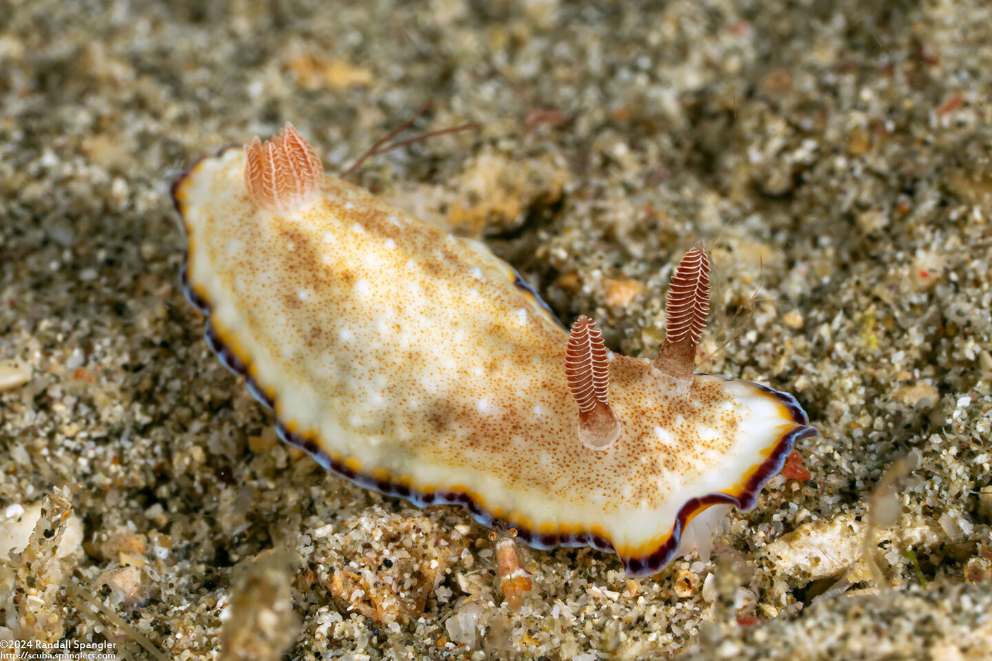 Goniobranchus preciosus (Precious Nudibranch)