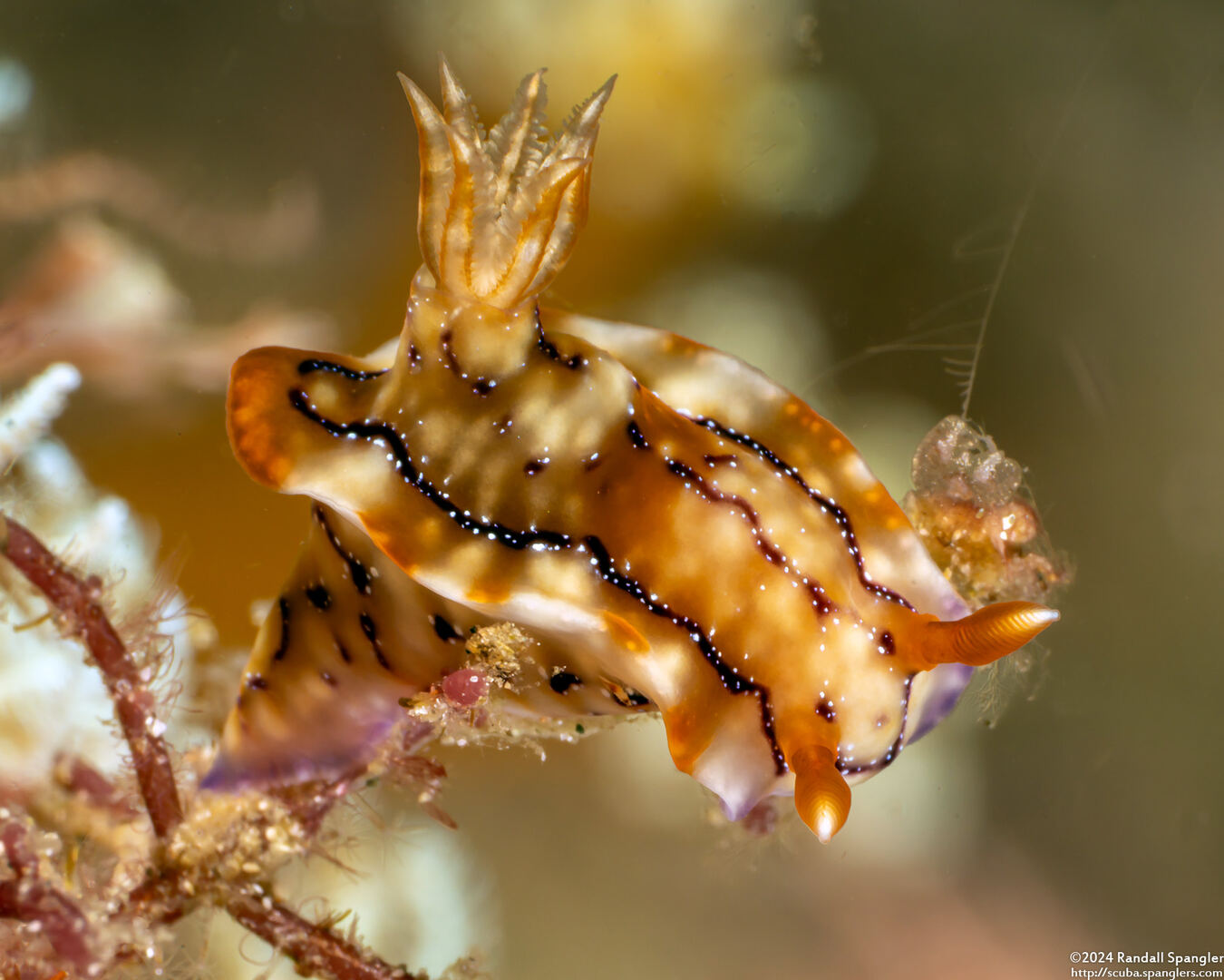 Hypselodoris krakatoa (Krakatoa Hypselodoris)