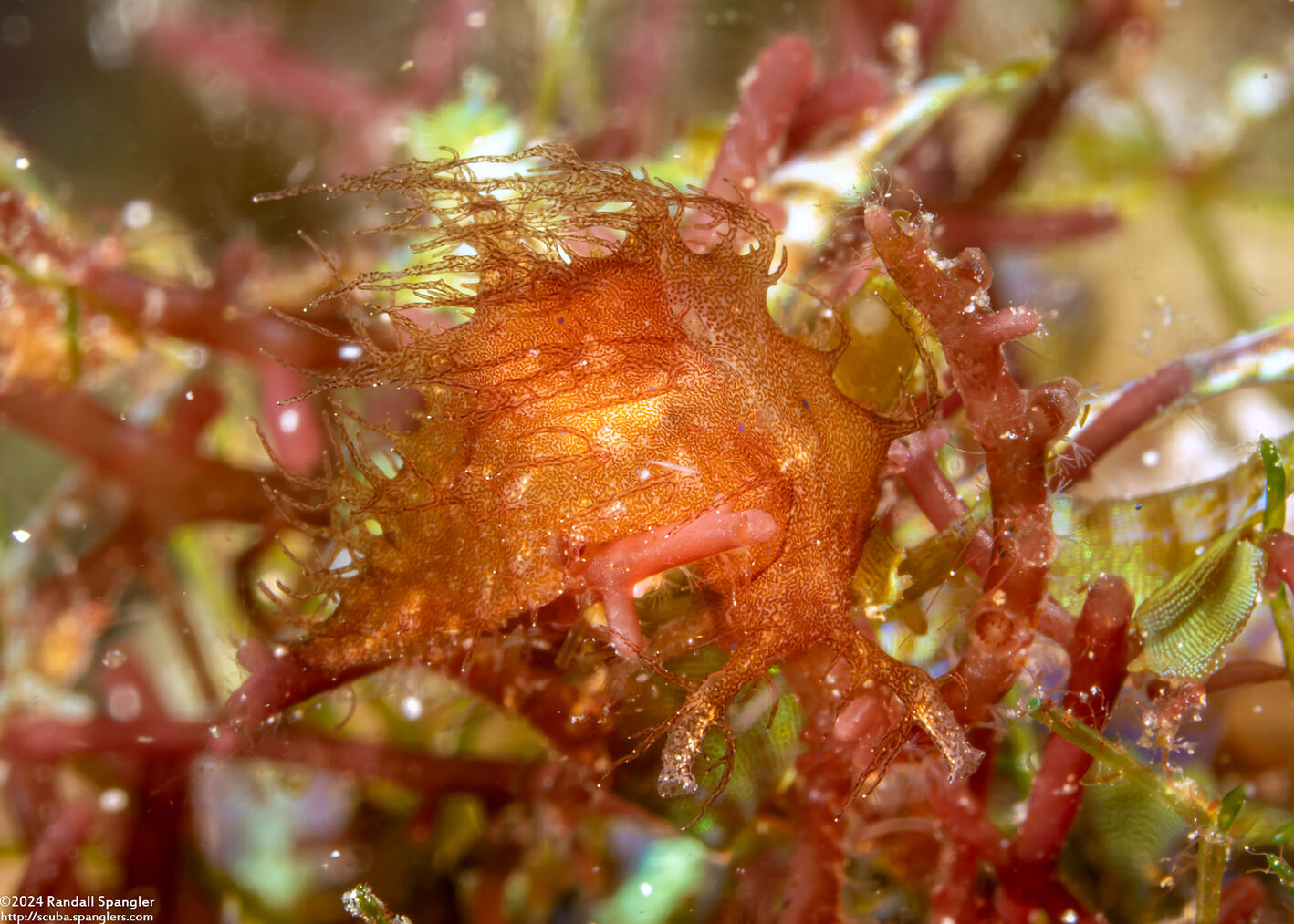 Bursatella leachii (Ragged Seahare)