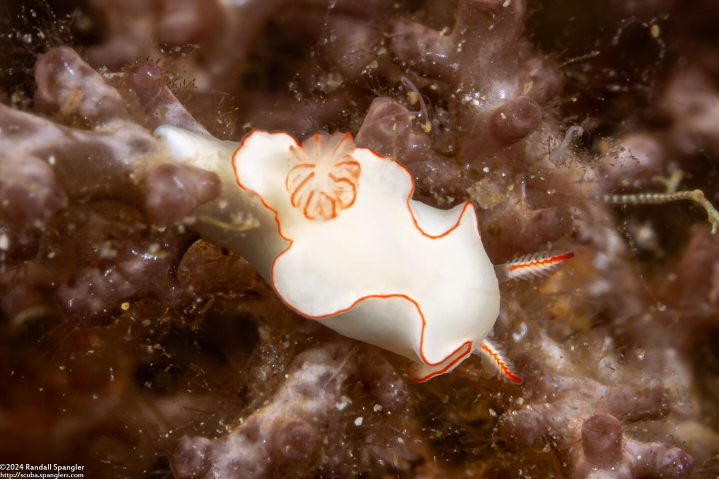 Thorunna furtiva (Cryptic Thorunna)