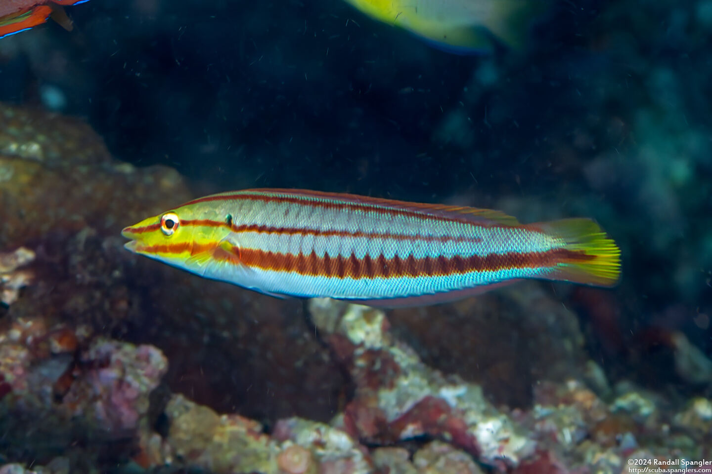 Hologymnosus doliatus (Pastel Ring Wrasse); Transitioning juvenile
