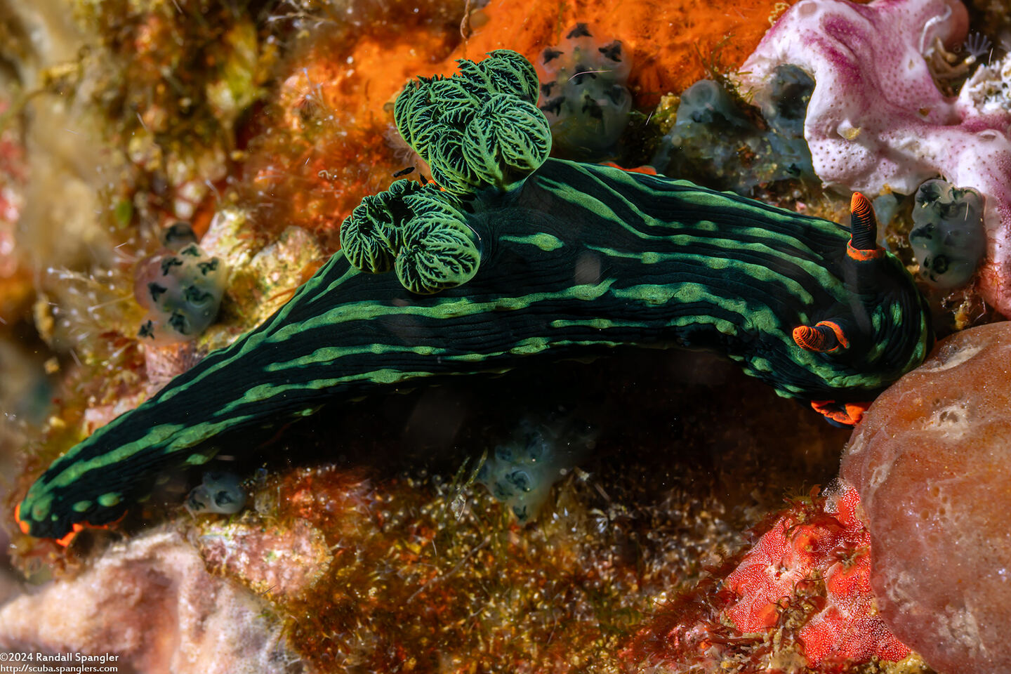 Nembrotha kubaryana (Kubaryana's Nembrotha)