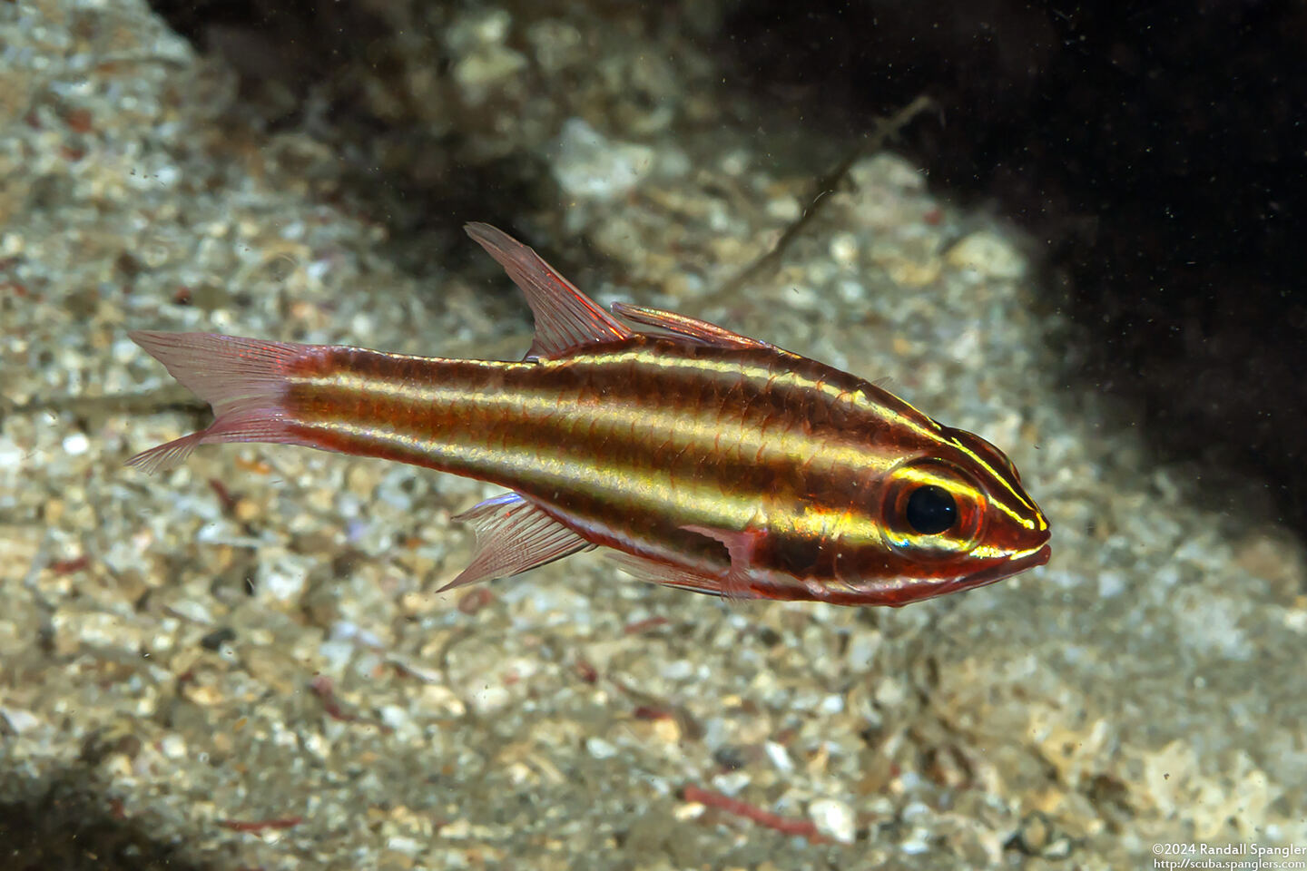 Ostorhinchus nigrofasciatus (Blackstripe Cardinalfish)