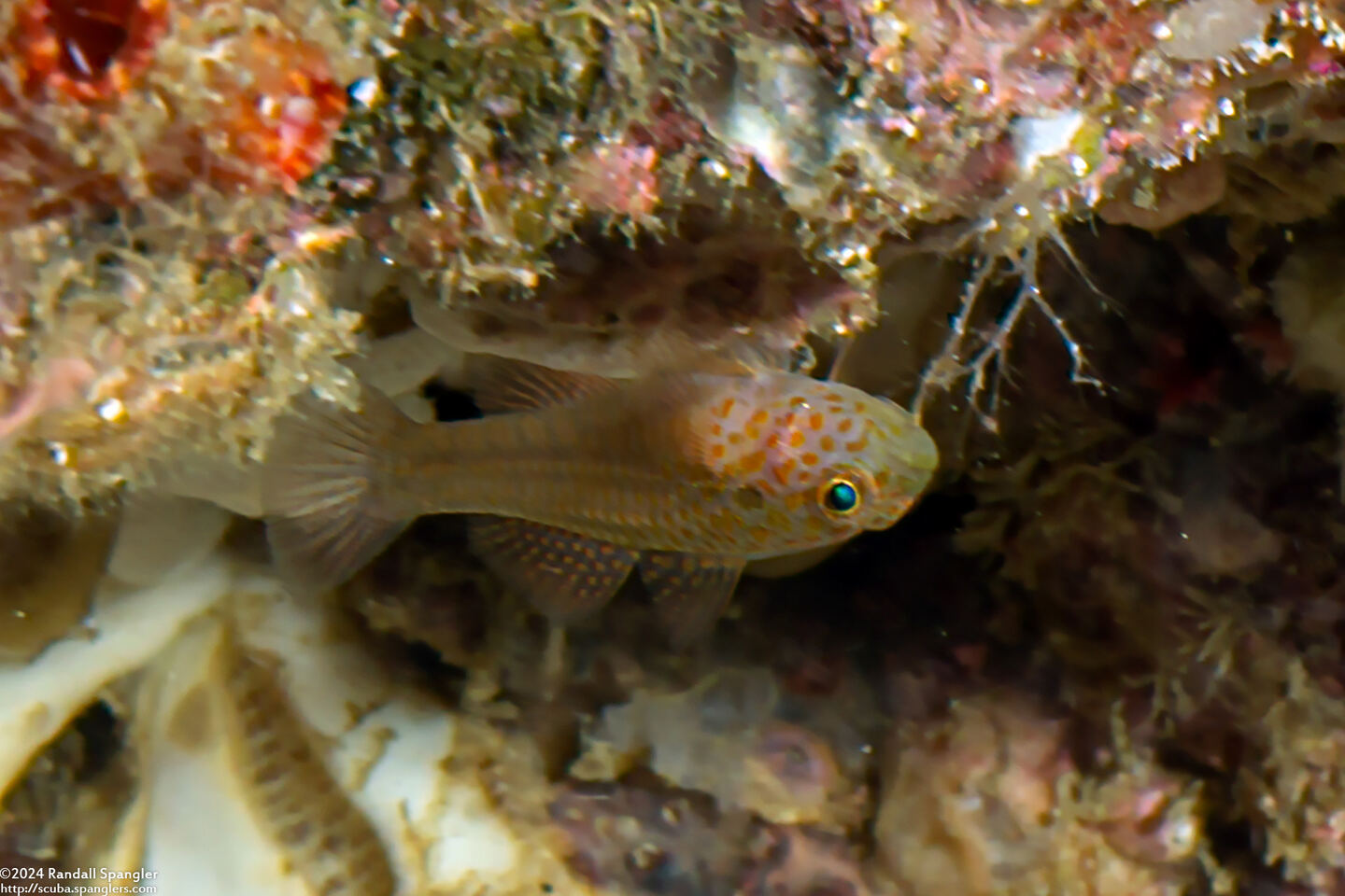 Trimma agrena (Meshed Pygmygoby)