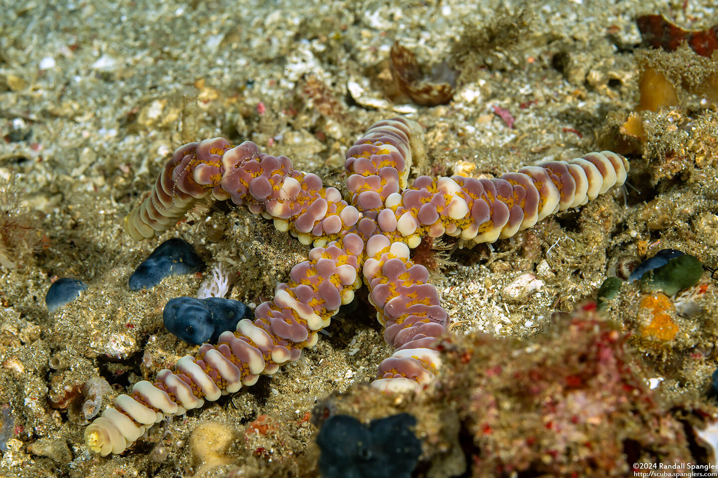 Echinaster callosus (Warty Sea Star)