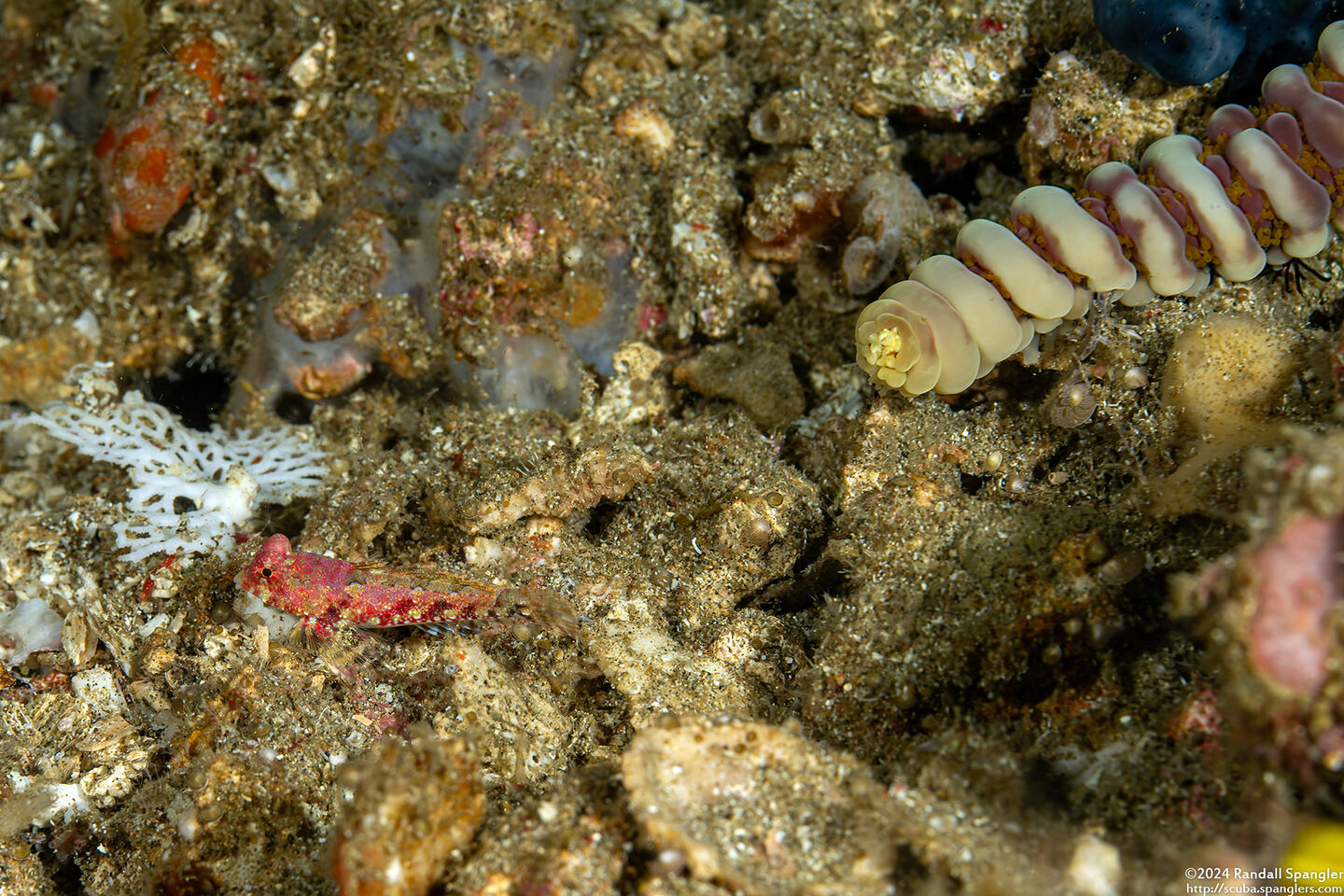 Synchiropus bartelsi (Bartels' Dragonet); Compare size to tip of sea star arm