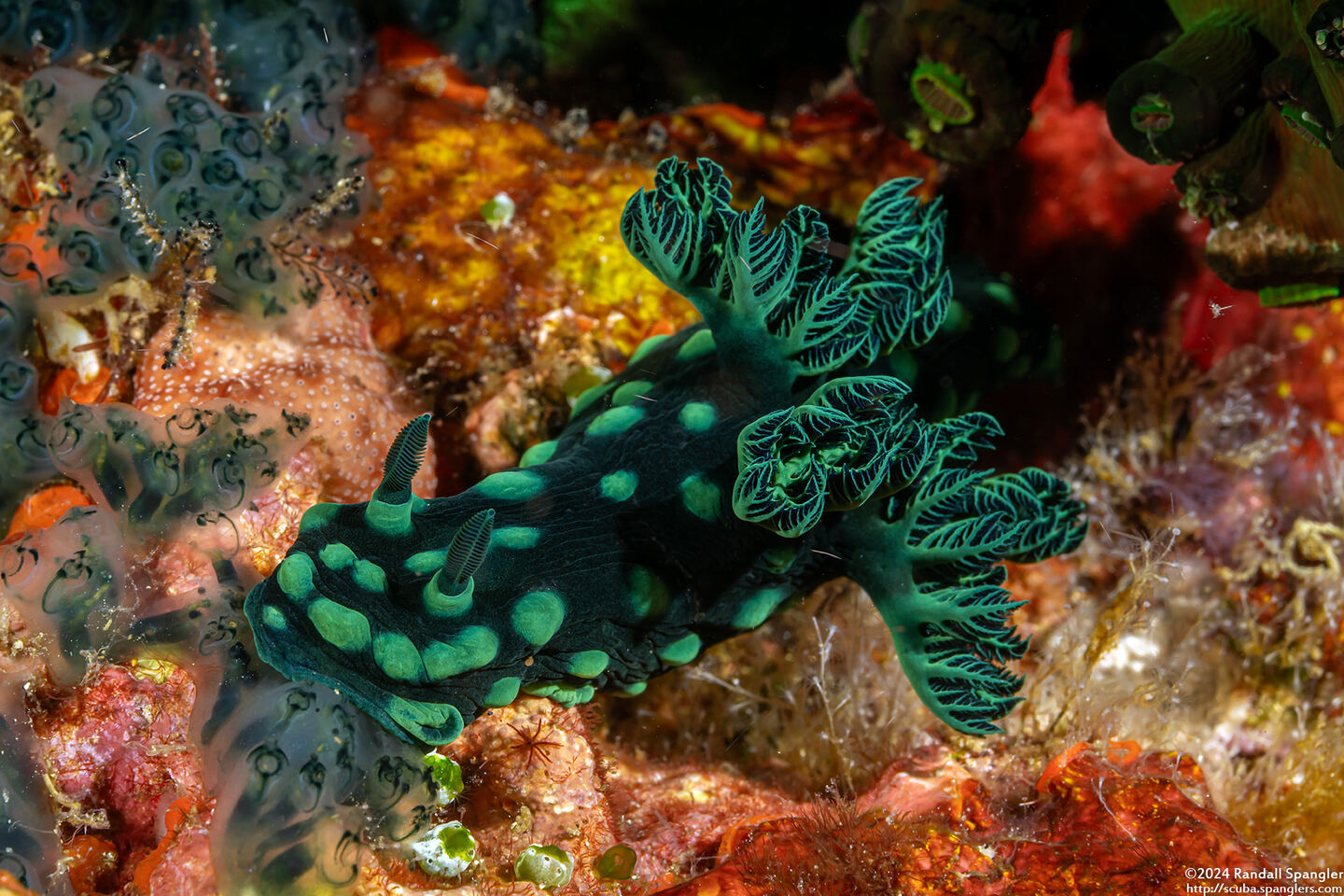 Nembrotha cristata (Crested Nembrotha)