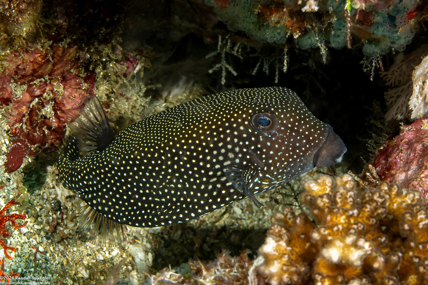 Ostracion meleagris (Spotted Boxfish)