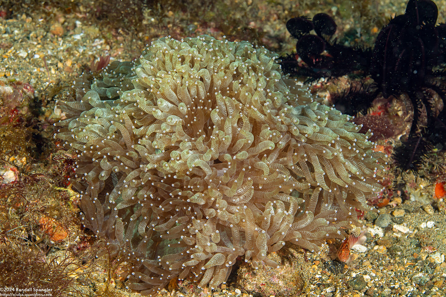 Stichodactyla gigantea (Giant Carpet Anemone)