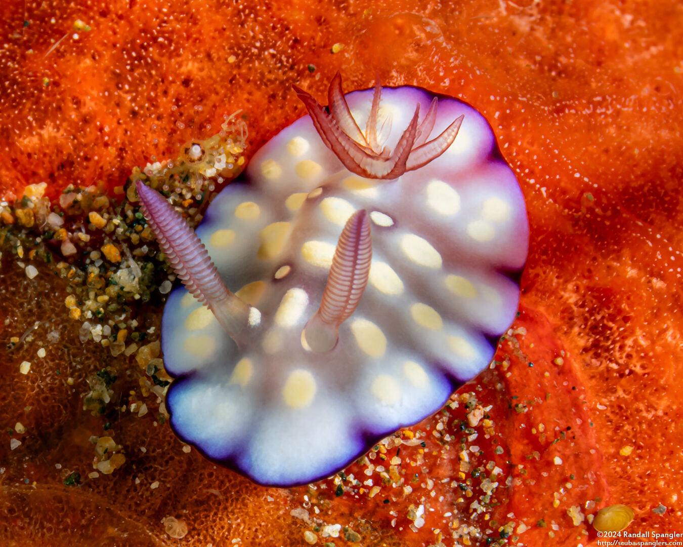 Goniobranchus hintuanensis (Goniobranchus Hintuanensis)