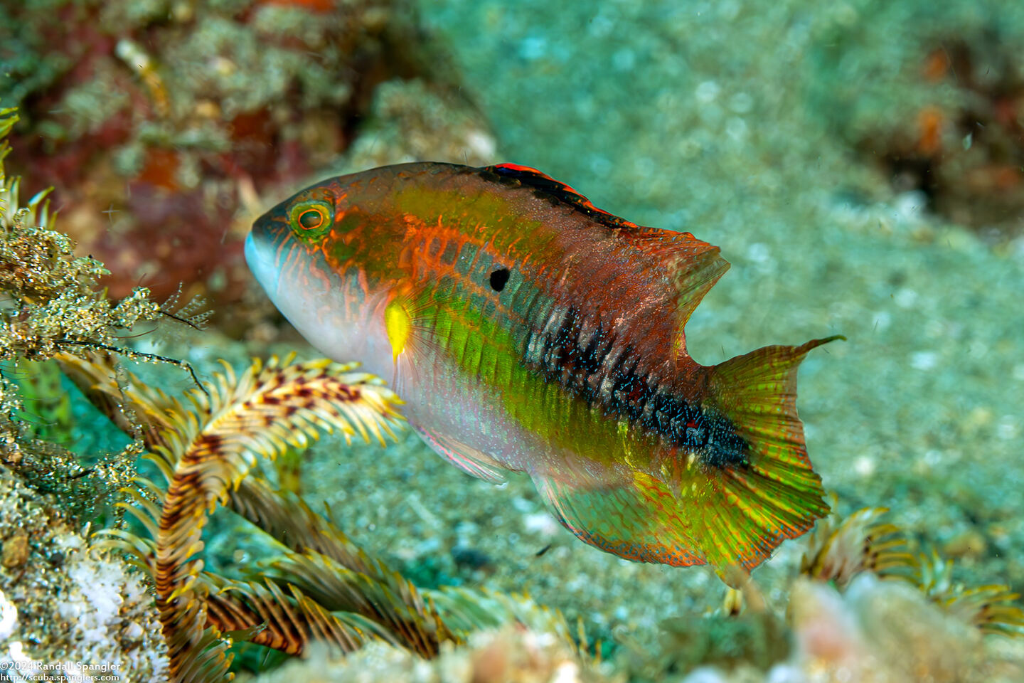 Oxycheilinus bimaculatus (Twospot Wrasse)