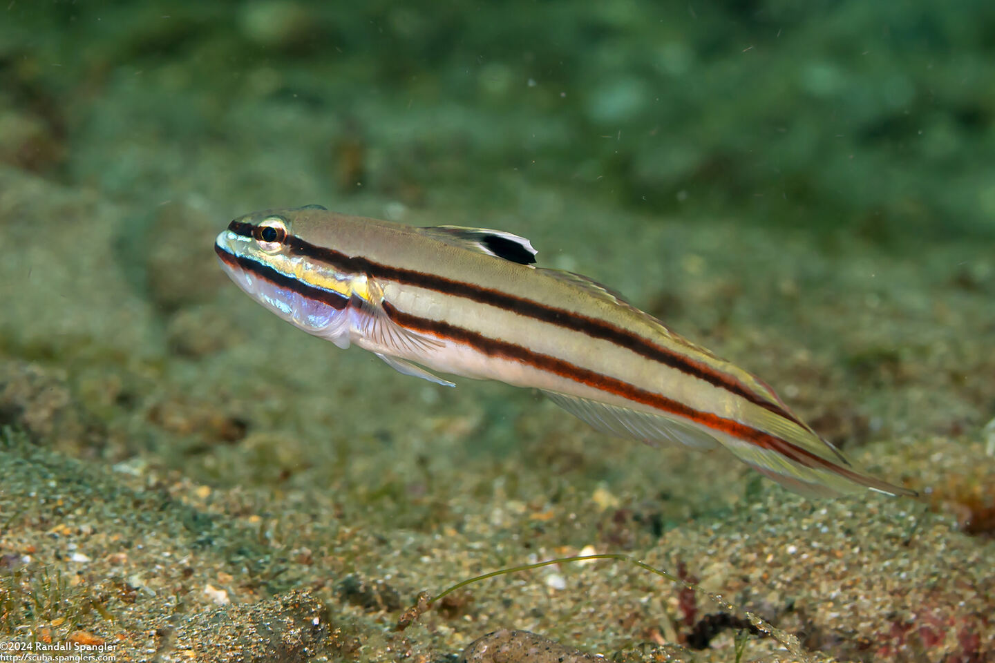 Valenciennea helsdingenii (Twostripe Goby)